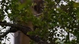 Doğadaki en ilginç anlardan biri saniye saniye kaydedildi. Leopar, yavruyu sırtlandan korumak için ağaca götürdü.  Sonrası daha korkunç