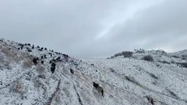 Muş'ta hayvanlarıyla birlikte kırsala çıktı. Bir anda bastırınca köye zorlukla ulaştı