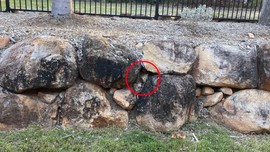 Evinin arka bahçesine çıkan aile, taşların arasında korkunç bir manzara fark etti. Dikkatli bakan bile göremedi