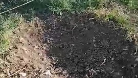 Kastamonu’da Türkiye'nin belalısı yine ortaya çıktı. Yaptığı şey korkunç. Toprağı kazdı alttan girdi