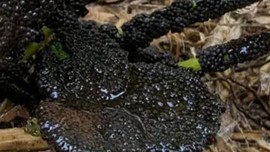Sabah bahçeye giden bahçıvan, dün akşam orada olmayan korkunç bir manzarayla karşılaştı. Vıcık vıcık bir şey bitkiyi tamamen kaplamıştı