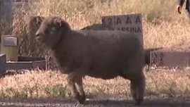 Koyunun 1 aydan bu yana kaldığı yere giden ekipler, 1 aydır kurtarılamayan koyun hakkında gerçeği öğrenince yıkıldı