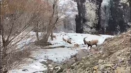 Giresun İl Özel İdaresi personelleri görevden dönerken nadir canlı sürüsüyle karşılaştı. İlk defa çok yakından görme fırsatı yakaladılar