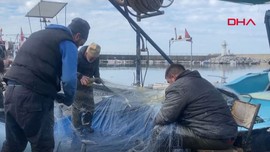 Uzun zamandır denizlerimizden uzaktı! Geri döndü, Zonguldak'ta açılan balıkçıların ağına takıldı. Yaklaşık 2 ton