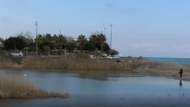 Antalya'da kışı geçirmek için geldi ama bu kez yapayalnızdı! Daima sürüsüyle göç eden canlı, şaşırttı. Son derece nadir bir durum