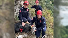 Antalya'da 300 metrede, 3 günden bu yana bekliyordu. Resmi ekipler 3 gün sonra gittikleri keçinin yanında hayrete düştü