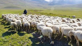 Çoban sadece 1 tane koyununu otlattıktan sonra geride bıraktı. 1 tane koyunun yanından ayrılıp geri döndüğünde gördüğü manzara ile yıkıldı