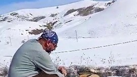 Erzurum'da beyaz karın arasından bir anda ortaya çıktı. Tehlikeli hayvanın hiç korkmadan yanına yaklaştı