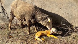 Erzincan’da hamile koyununun doğumu sırasında bir terslik fark etti. Koyun tam ölecekken müthiş bir şey oldu