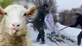 Malatya’da karda 150 kilogram yonca balyası ve 50 kilogram arpa karışımı tek tek çeşitli bölgelere bırakıldı. Ahırdaki koyunlar rahat uyuyacak