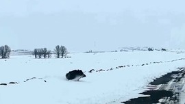 Niğde'de karlı kaplı yolda bir anda sürücünün önüne çıktı. Beyazlar içinde siyah halde belirdi. Koca cüssesi vardı