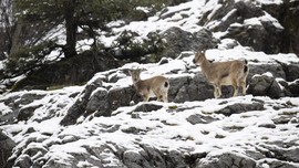 Tunceli'de doğal güzelliği göz kamaştıran Munzur Vadisi Milli Parkı'nda sürü halinde ortaya çıkan hayvanın yaptığı hareket herkesi hüzne boğdu