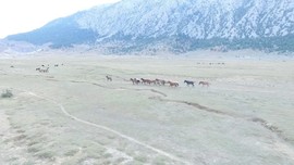 Antalya'da 90 bin dönümlük alanı yurt bilen vahşi canlılar havadan görüntülendi. İlk kez bu kadar kalabalık bir sürüyle görüldü