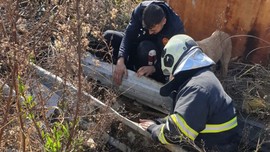 Hatay'da inşaat alanında çukura düşen yavruyu kurtarmak için seferber oldular. Kurtarma çalışması sırasında annesinin yaptığı hareket duyanı ağlattı