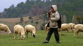 Isparta'da koyun ve keçi sürüleri için büyük tehlike! Çobanlar endişe içinde acil çözüm bekliyor