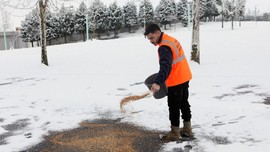 Soğuk havanın etkili olduğu Sakarya'da belediye ekipleri sokak hayvanlarını unutmadı