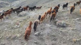 Afyonkarahisar'da hava sıcaklığı -10 dereceye kadar düşünce o hayvan da çaresiz kaldı. Soğukta yiyecek bulmak için sür sürü köye akın ettiler