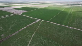 Türkiye'nin tahıl ambarı Konya'dan kötü haber! Uzmanlardan çiftçilere hayat kurtaracak uyarı ve tavsiyeler geldi