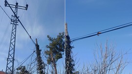 Karabük'te telefon direğindeki tellerde yürürken görüldü. Bir bakan bir daha baktı