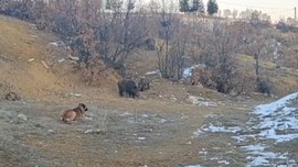 Tunceli'de mahalleye inen vahşi ve aç sürü, yiyecek bulmak için geldiği bölgede beklenmeyen bir karşılaşma yaşadı. Köşe kapmaca oynadılar