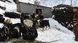 Şırnak'ta hayvan sahipleri -4 derecede karın altından kazıyarak tek tek çıkardı... 1000'lerce koyuna tutup götürmeseler hepsi telef olacak