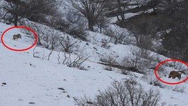 Tunceli ile Erzincan sınırında yer alan Sansa Vadisinde beyaz kar manzarasının üstünde 2 tane hayvan aldığı koku ile aynı şey için geldi