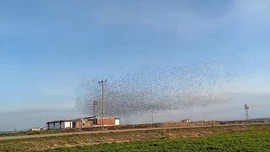 Diyarbakır'da gökyüzünü bir anda kapladılar. 1000'lercesinin ani hareketleri ve sesleri dikkat çekti