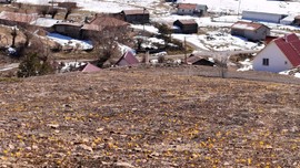 Ankara'da bir yanda beyazlar içinde karlar varken, diğer yandan sarı sarı çıkan manzara görenleri büyüledi. Müthiş manzara