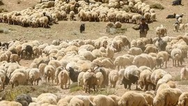 Tunceli'de 1000'lerce koyun ve keçide ortaya çıktı. Yayılırsa hepsi 1 hafta içinde ölecek. Yetkililer 28 gün boyunca yasakladı