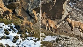 Tunceli'de -1 derecede son kar kalıntılarının üzerinde sürü halinde ortaya çıkan hayvan müthiş manzara oluşturdu