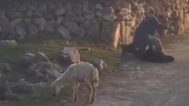 Tokat'ta 1 tane koyuna yapılan hareketi görenler dehşete düştü. Acil olarak jandarma devreye girdi