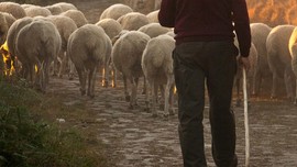 Bolu'da 100'lerce koyununu otlatan çoban, orman içerisinde felaket bir detay fark etti. Acilen koyunları bırakıp üzerine doğru gitti