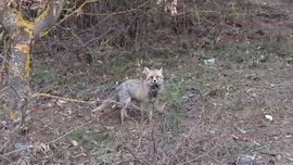 Bolu'da vahşi hayvan aldığı kokuyu takip edince sürpriz bir manzarayla karşılaştı