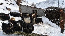 Şırnak'ta bunu yapmasalar 1000'lerce koyun aç kalacaktı... Kötü haber verildi... Kabus yeniden geriye dönüyor