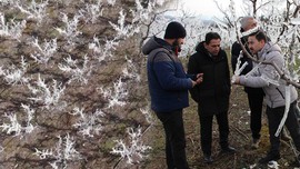 Amasya'da 400 tane ağacını teker teker dondurmuştu. Ağaçlara bakmaya giden çiftçi inanılmaz manzarayı gördü. Yüzde 80 gerçekleşti