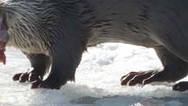 Erzurum'da ‘Dağların oğlu' olarak bilinen vatandaş, doğanın nadir canlılarını 3 gün boyunca takip etti. Tam avlanırken anbean görüntüledi