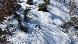 Tunceli Doğa Koruma ekipleri tarafından aldığı nefes ile bile takip edilen hayvan kar üstünde görüldü. Müthiş manzara ortaya çıktı