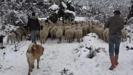 Amasya'da çobanın kar üstünde 100'lerce koyuna yaptığı hareket görenleri hayrete düşürdü. Koyunlara yemin yanında veriyor