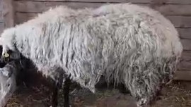 Burdur'da çiftçi ahırına girdikten sonra koyununun altına bakınca gördüğü manzaraya inanamadı. Saydığında tam 1,2,3,4 tane vardı