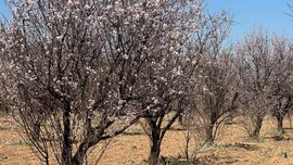 Şanlıurfa'dan Türkiye'ye aslında korkunç haber. 10'larcasında aynı anda görüldü. Ancak yakında hepsi teker teker yok olacak