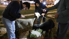 Aksaray’da yol ortasında 2 tane koyunu gören vatandaşlar gözlerine inanamadı. 2 tanesinin nasıl geldiğini duyanlar daha da şaşırdı! Acilen ekipler çağrıldı