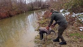 Kastamonu'da yaralı ve bitkin halde bulunan turnanın tedavisi tamamlandı. Doğal yaşam alanına kavuşturuldu