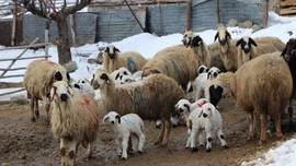 Erzincan’da 1000'lerce koyundan Türkiye'ye kötü haber verildi. Çoban bile koyunlara bakınca dehşet manzarayı gördü