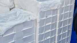 Kastamonu'da tam 2 milyon 965 bin tanesi teker teker toplanarak karaya çıkarıldı. Yakın bir zamanda daha da fazlası çıkarılacak