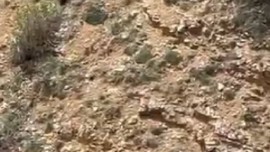 Doğada 1 tane hayvanı tek başına fark ettiler... 1 saat sonra 1 tane hayvana bakmaya geldiklerinde korkunç detayı gördüler