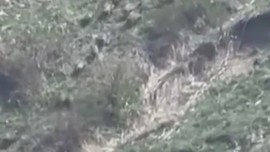 Hakkari’ye 50 kilometre uzakta doğada ortaya çıktılar... Sürü halinde onları gören köylü acilen tek 1 şey istedi