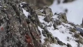 Erzurum'da doğada tek 1 tanesi ortaya çıktı... Uzun zamandan bu yana kimse onu doğada görmemişti. 1 tanesini bile o hayvanı görmek artık imkansız