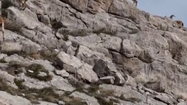 Erzincan ve Tunceli arasında 12 tanesi doğada birden çok imkansız bir yerde ortaya çıktı. Her birine dokunmanın tanesi 660.000