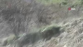 Tokat ile Sivas'ın arasında 1 tanesi doğada bir anda çalılıkların arasında belirdi. Araç sürücüsü onu görünce hemen kaydetti