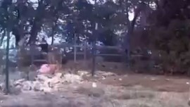 Doğada 4 yıldan bu yana mahsulleri çalınan çiftçi, 4 yıl sonra doğada kameraya bakınca karşısında gördüğü manzaraya inanamadı